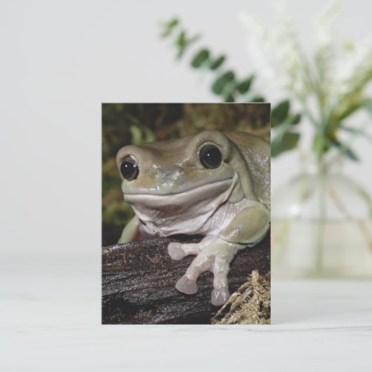 でっくりした木のカエル。笑顔のカエル。リトリア・ケルーリア。 ポストカード (スタンド正面)