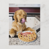 ～でのさくらんぼパイ食べの後に鼻をなめる犬 ポストカード (正面)