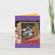 でもこの箱が必要だ！クリスマス子猫マカヴィティ