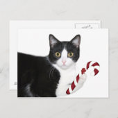 でも猫じゃらしが欲しかった! ポストカード (正面/裏面)