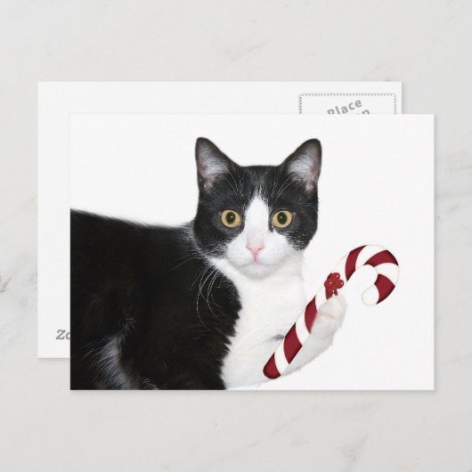 でも猫じゃらしが欲しかった! ポストカード (正面/裏面)