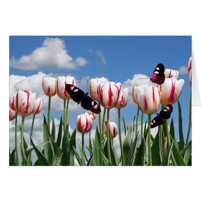 ～でフラッタ (正面横)