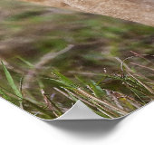 で見られるような子連れの雌ライオン（パンテラレオ） ポスター (角)