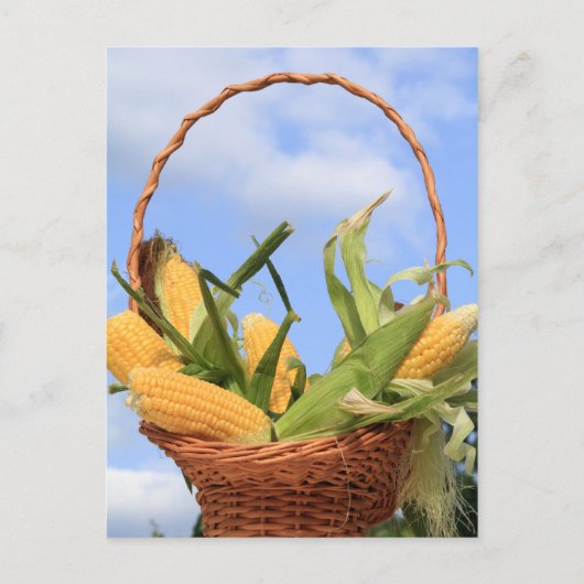 とうもろこしの実のポストカード ポストカード (正面)