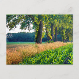 とうもろこし畑の境界 ポストカード