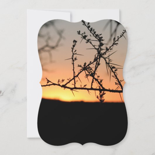 とげのあるアカシアの木のシルエットを持つアフリカの夕日 (正面)