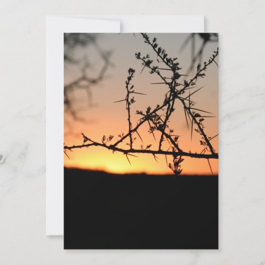 とげのあるアカシアの木のシルエットを持つアフリカの夕日 サンキューカード (正面)