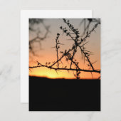 とげのあるアカシアの木のシルエットを持つアフリカの夕日 シーズンカード (正面/裏面)