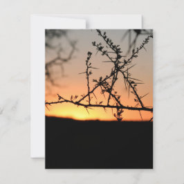 とげのあるアカシアの木のシルエットを持つアフリカの夕日 シーズンカード