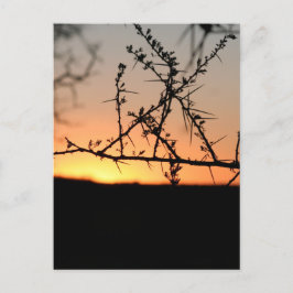 とげのあるアカシアの木のシルエットを持つアフリカの夕日 シーズンポストカード