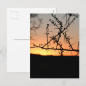 とげのあるアカシアの木のシルエットを持つアフリカの夕日 シーズンポストカード (正面/裏面)