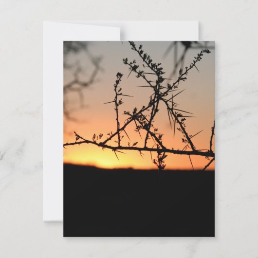 とげのあるアカシアの木のシルエットを持つアフリカの夕日 ノートカード (正面)