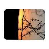 とげのあるアカシアの木のシルエットを持つアフリカの夕日 マグネット (横)