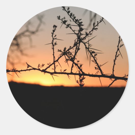とげのあるアカシアの木のシルエットを持つアフリカの夕日 ラウンドシール (正面)