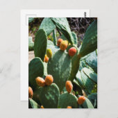 とげのあるナシのサボテンの果実 ポストカード (正面/裏面)
