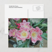 とげのあるピンクの花 ポストカード (正面/裏面)