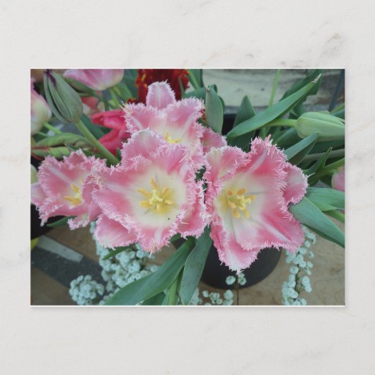 とげのあるピンクの花 ポストカード (正面)