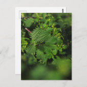 とげのある刺すようなイラクサ ポストカード (正面/裏面)