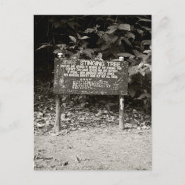 とげのある木の警告看板 ポストカード