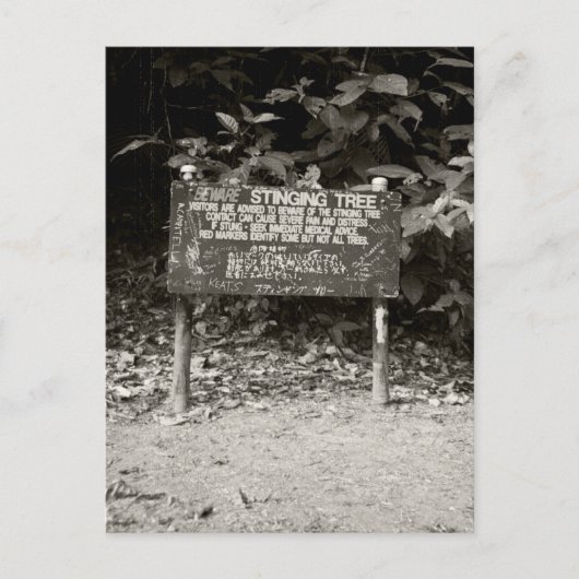 とげのある木の警告看板 ポストカード (正面)