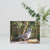 とげのある鳩（とがった頭の鳥） ポストカード (スタンド正面)