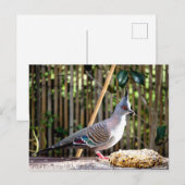 とげのある鳩（とがった頭の鳥） ポストカード (正面/裏面)