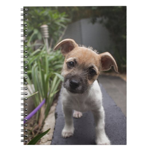 とってもかわいいボーダー・テリアの子犬 ノートブック (正面)