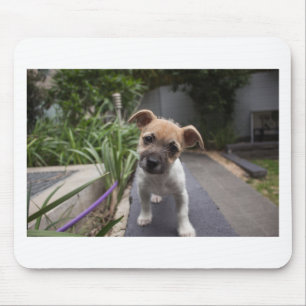 とってもかわいいボーダー・テリアの子犬 マウスパッド