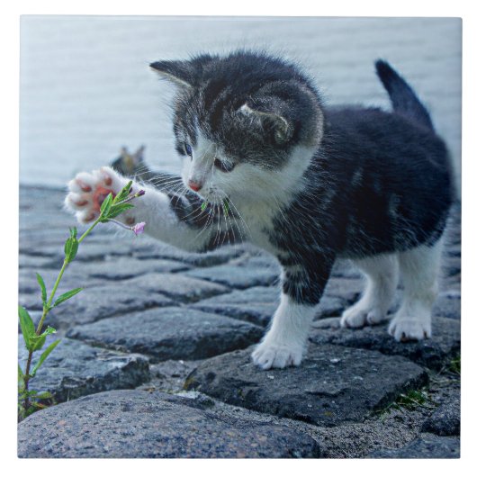 とってもかわいい花と子猫 タイル (正面)