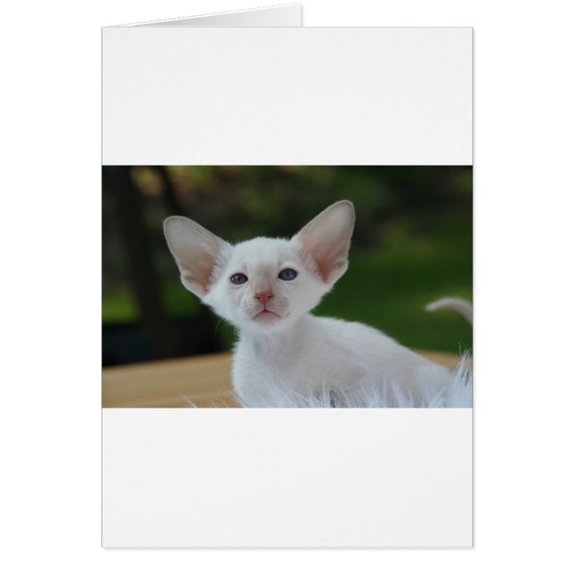 とてもかわいいシャムの子猫 (正面)
