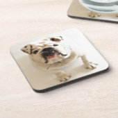 とても可愛いブルドッグ コースター (左側)