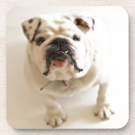 とても可愛いブルドッグ コースター