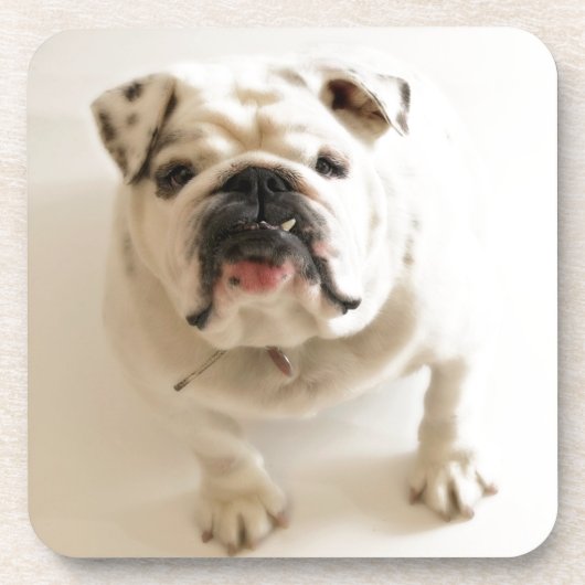 とても可愛いブルドッグ コースター (正面)