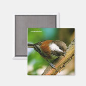 とても可愛くて、好奇心が強い:栗の裏の《鳥》アメリカゴガラ マグネット (正面/裏面)