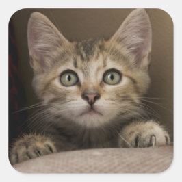 とても甘い虎猫の子猫 スクエアシール