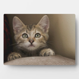 とても甘い虎猫の子猫 フォトプラーク