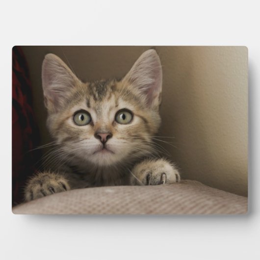 とても甘い虎猫の子猫 フォトプラーク (正面)