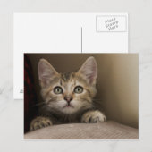 とても甘い虎猫の子猫 ポストカード (正面/裏面)