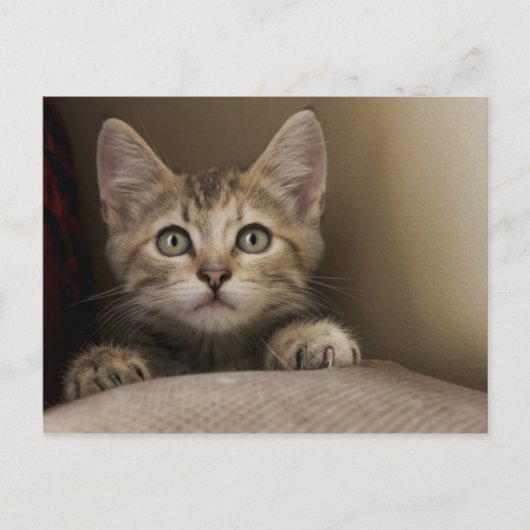 とても甘い虎猫の子猫 ポストカード (正面)