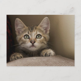 とても甘い虎猫の子猫 ポストカード