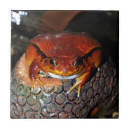 とても素敵なトマトカエル。珍しい色のカエル。 タイル