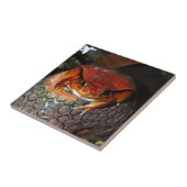 とても素敵なトマトカエル。珍しい色のカエル。 タイル (側面)