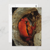とても素敵なトマトカエル。珍しい色のカエル。 ポストカード (正面/裏面)