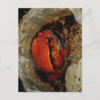 とても素敵なトマトカエル。珍しい色のカエル。 ポストカード