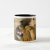 とどろいているオスのライオンKrugerのすばらしい国民 ツートーンマグカップ (中央)