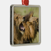 とどろいているオスのライオンKrugerのすばらしい国民 メタルオーナメント (右)