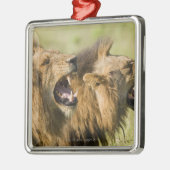 とどろいているオスのライオンKrugerのすばらしい国民 メタルオーナメント (左)