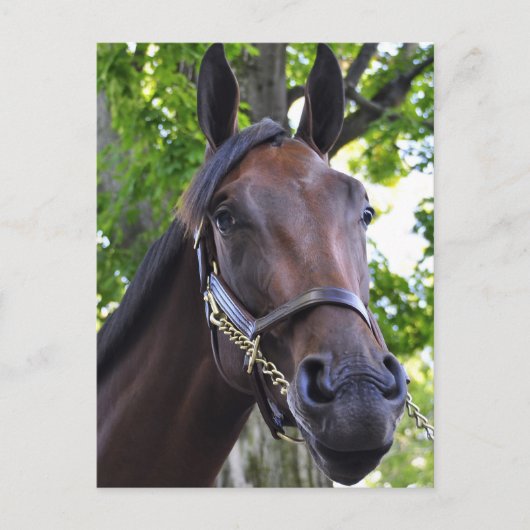 とらえどころのない品質 ポストカード (正面)