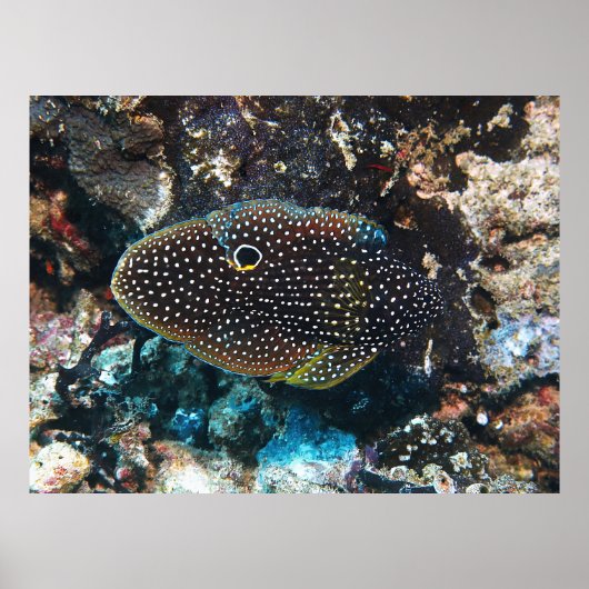 とらえどころのない彗星 ポスター (正面)