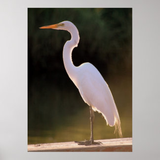 とらえどころのない白 ポスター